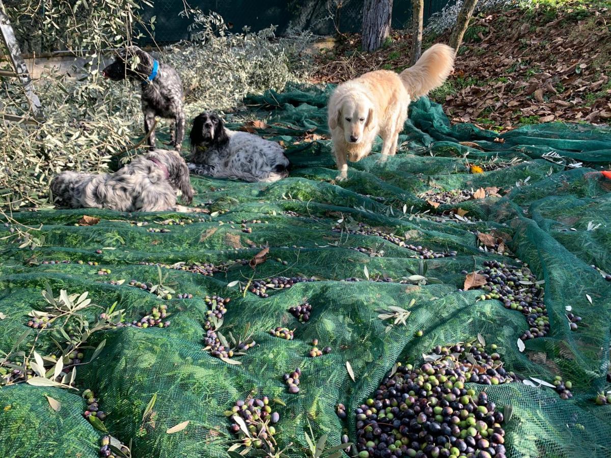 Setterhouseagrihotel تريفي المظهر الخارجي الصورة